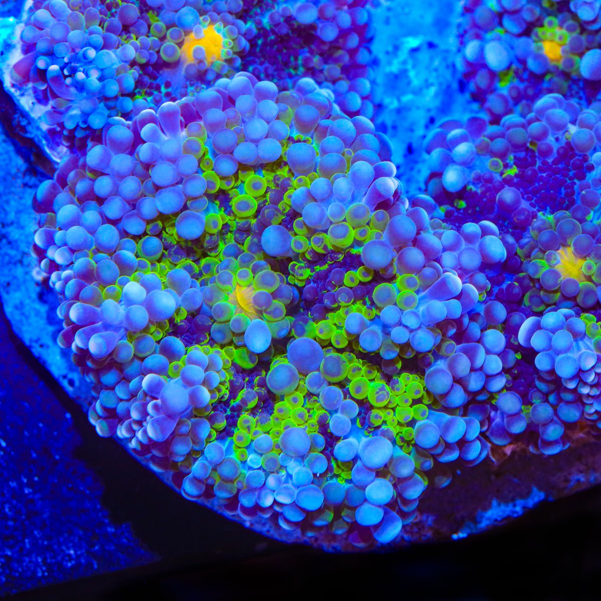 Neon Tide Yuma Mushroom Coral
