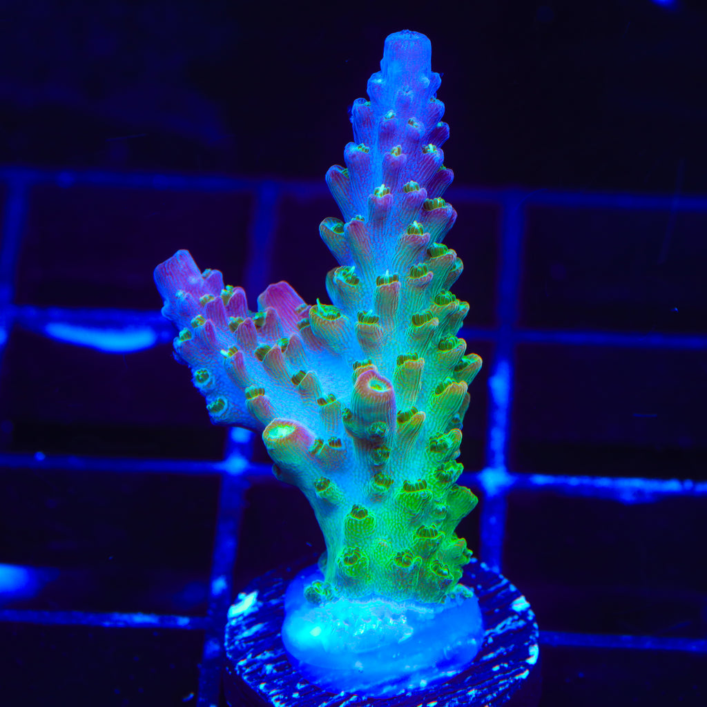 CC Banana Hammock Acropora Coral