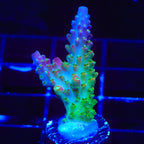 CC Banana Hammock Acropora Coral