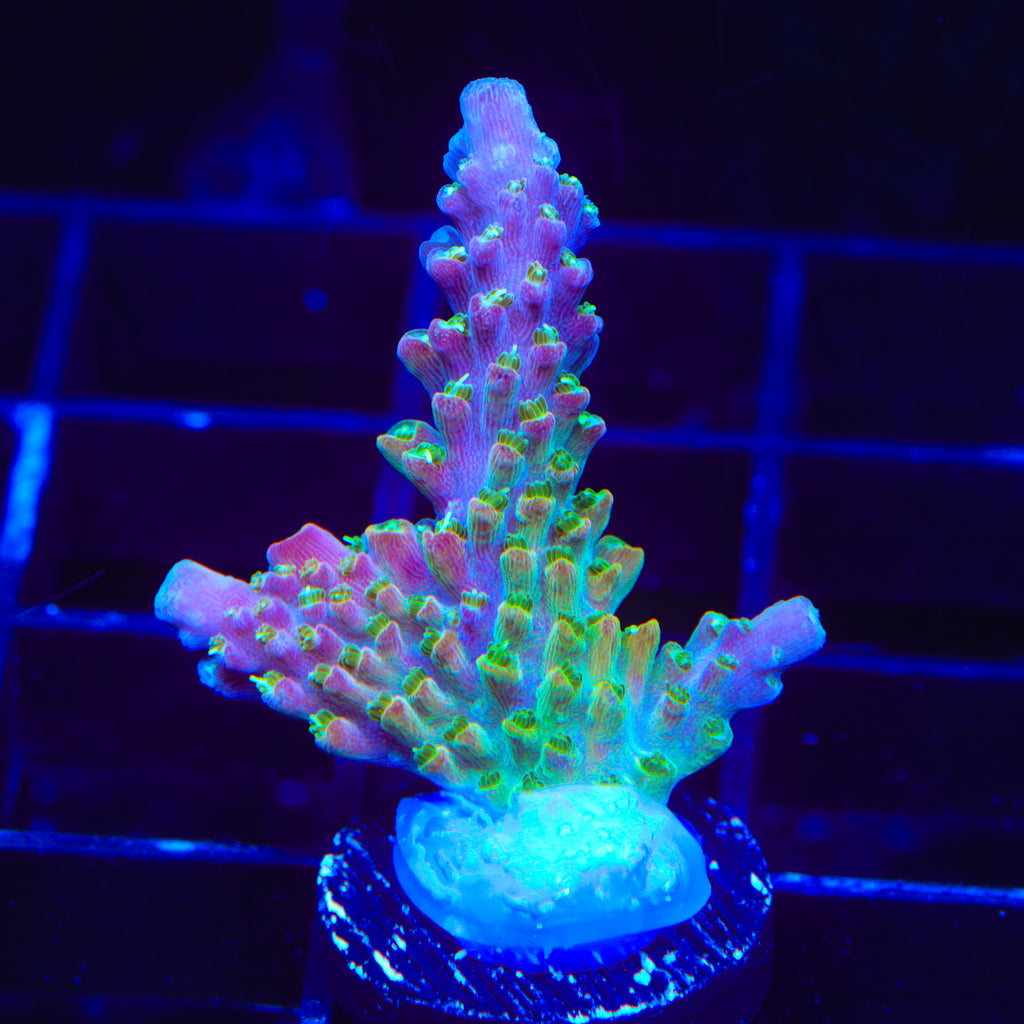 CC Banana Hammock Acropora Coral