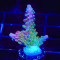 CC Banana Hammock Acropora Coral