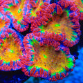 Wormhole Blastomussa Coral