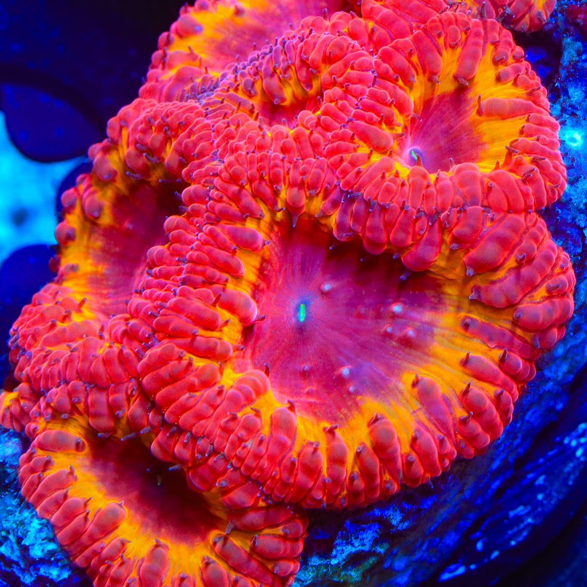 Ironman Blastomussa Coral