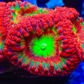 Galaga Blastomussa Coral