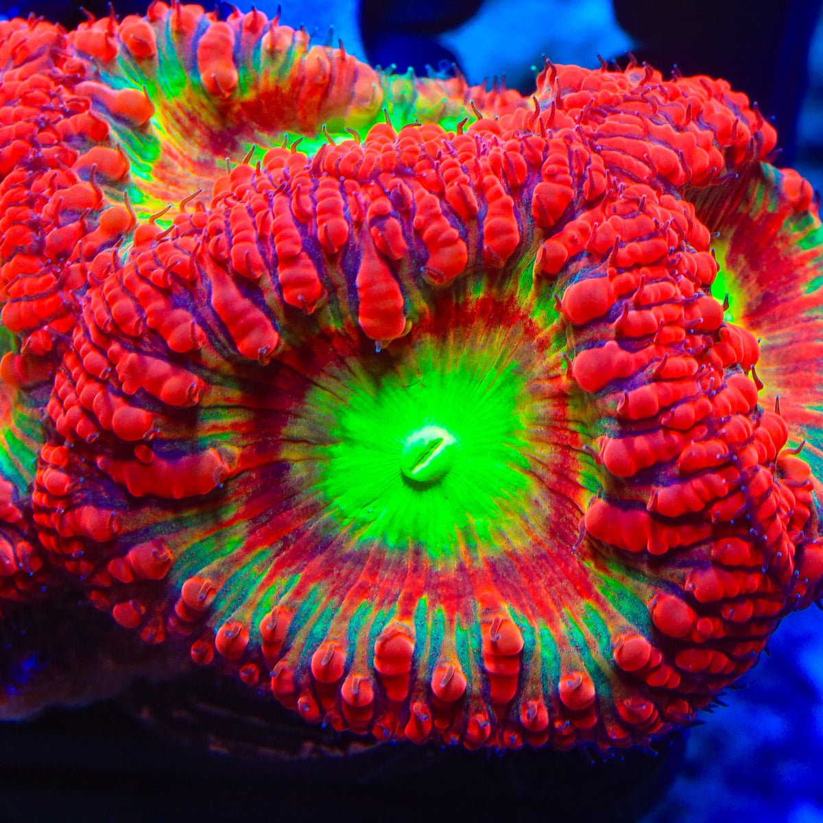 Galaga Blastomussa Coral