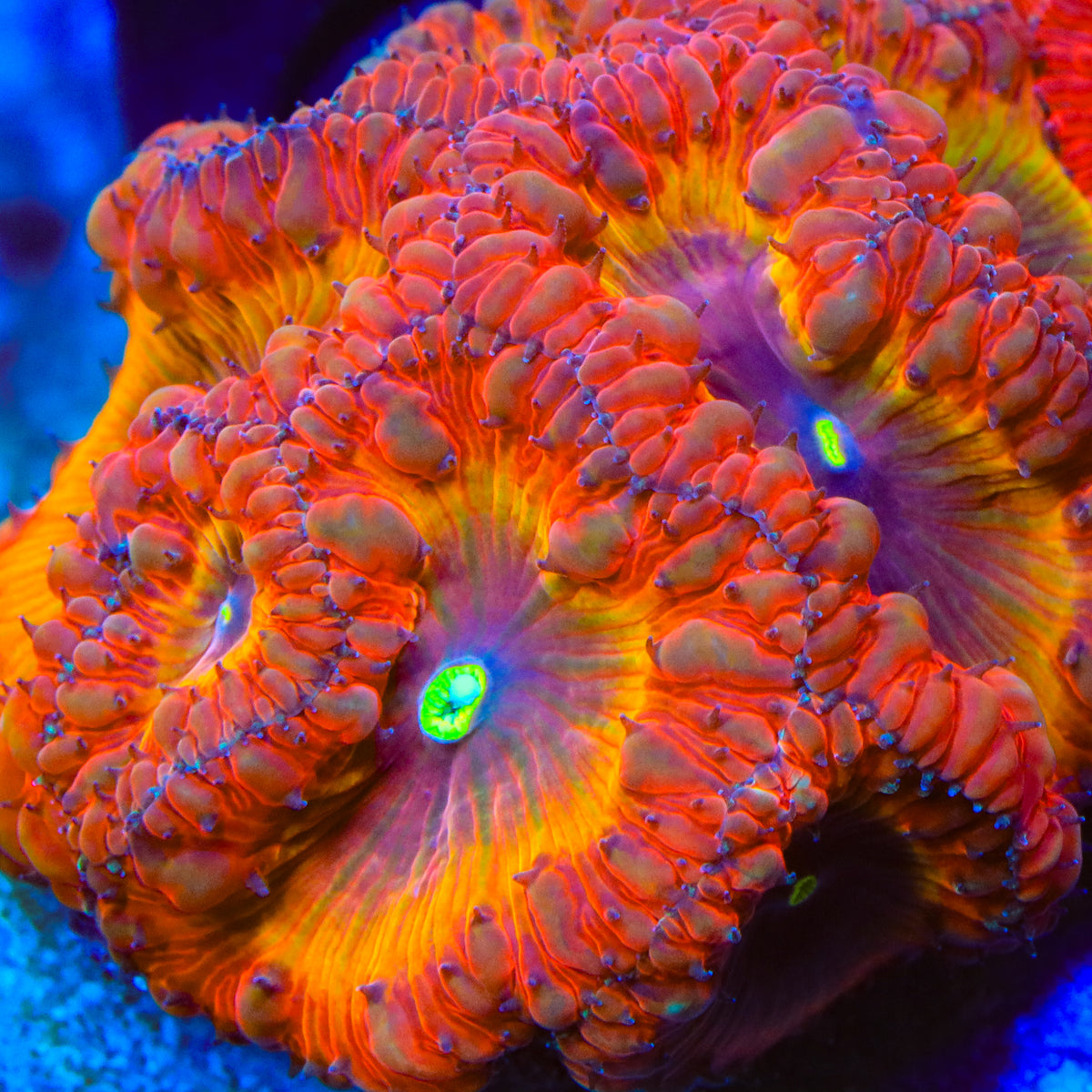 Eternal Sunrise Blastomussa Coral
