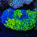 Ultra Rainbow Wall Hammer Coral