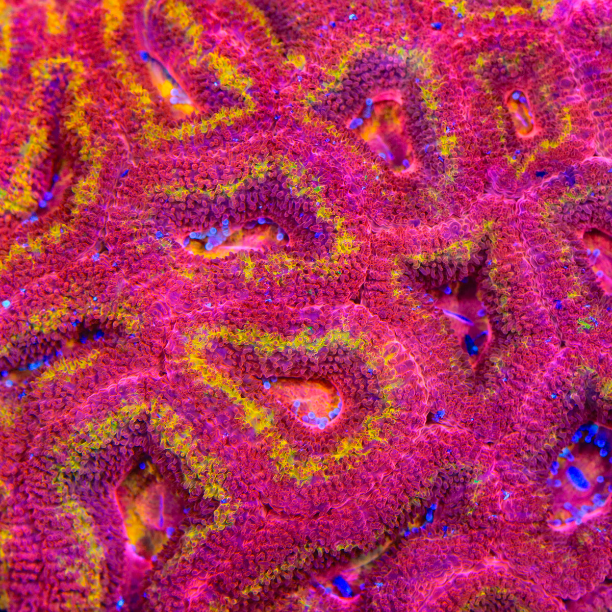 TSA Iron Apple Acan Coral