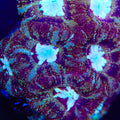 TSA Ruby Ranger Deepwater Acan Coral
