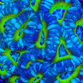 TSA UFO Deepwater Acan Coral