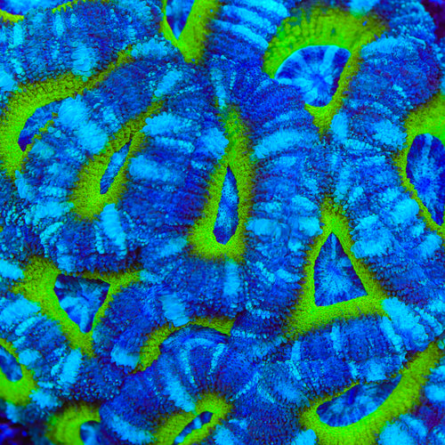 TSA UFO Deepwater Acan Coral