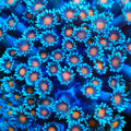 TSA Wolverine Goniopora Coral