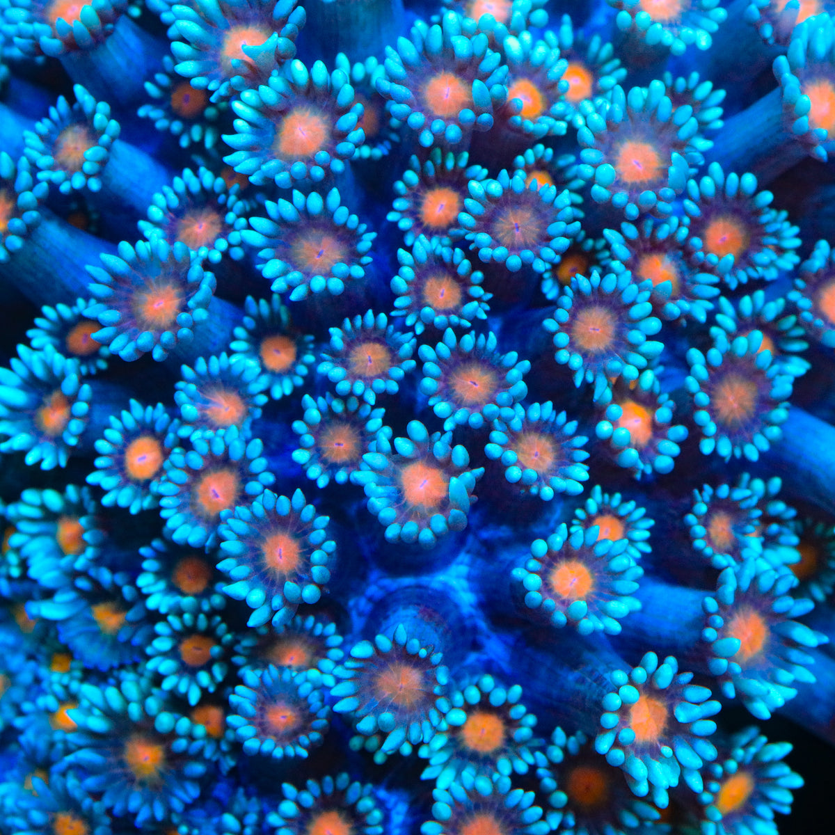 TSA Wolverine Goniopora Coral