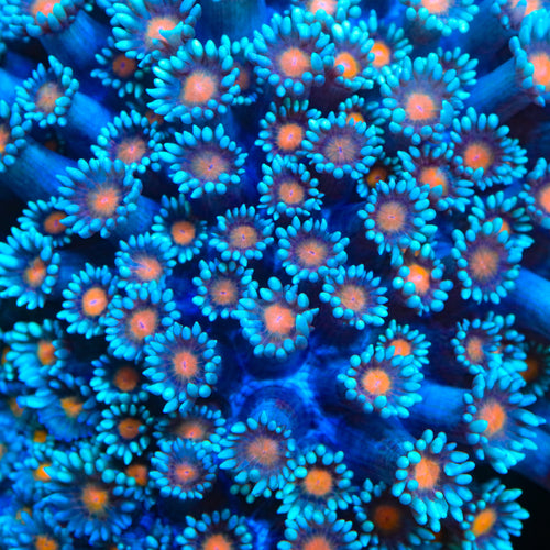 TSA Wolverine Goniopora Coral