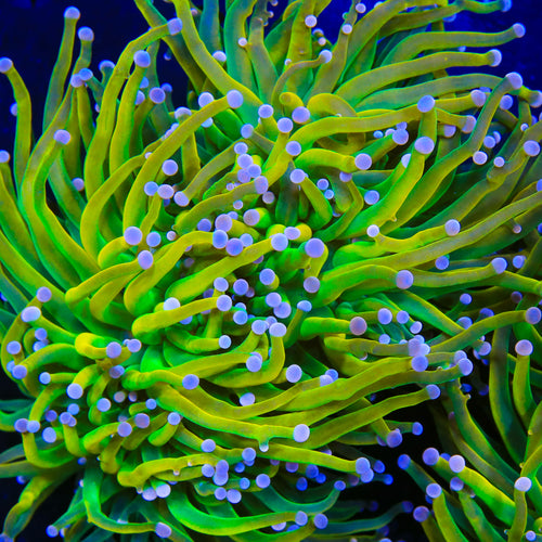 Rapunzel Torch Coral