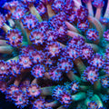 TSA Magenta Mayhem Goniopora Coral