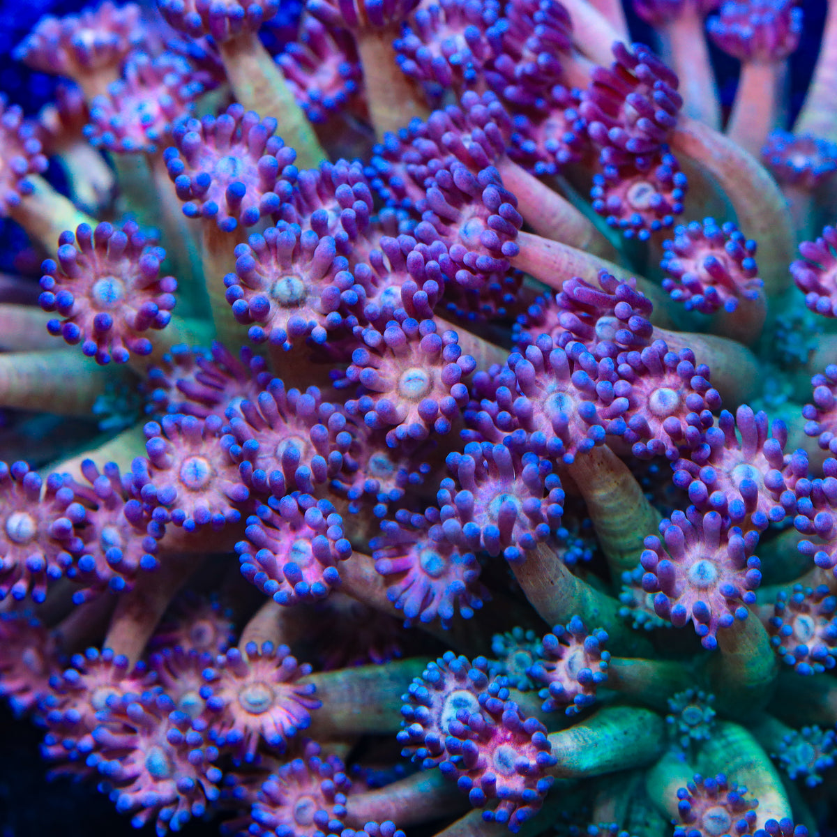 TSA Magenta Mayhem Goniopora Coral