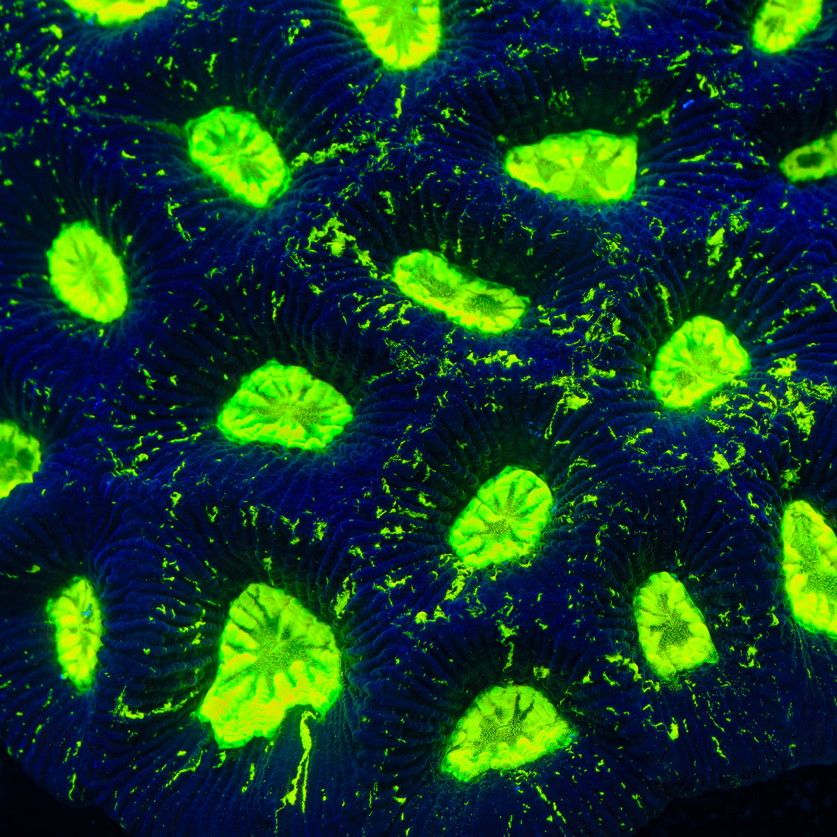 TSA Goblin Glitter Favia Coral