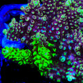 PTR Grafted Pikachu Acropora Coral