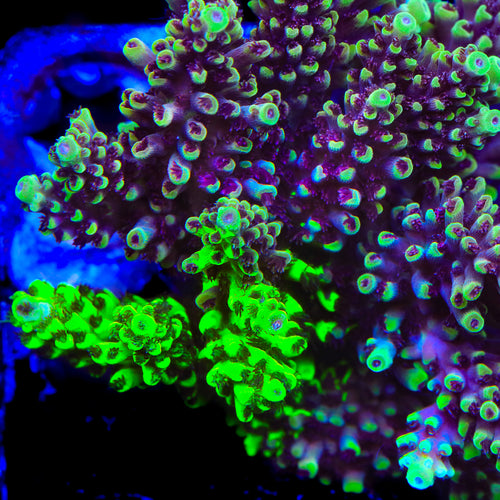 PTR Grafted Pikachu Acropora Coral