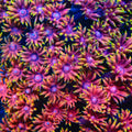 TSA Powerbomb Goniopora Coral