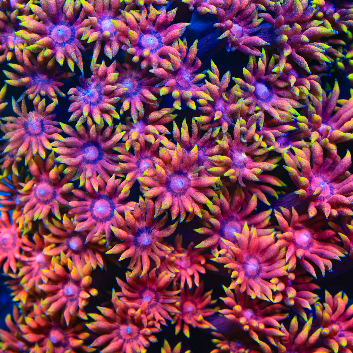 TSA Powerbomb Goniopora Coral