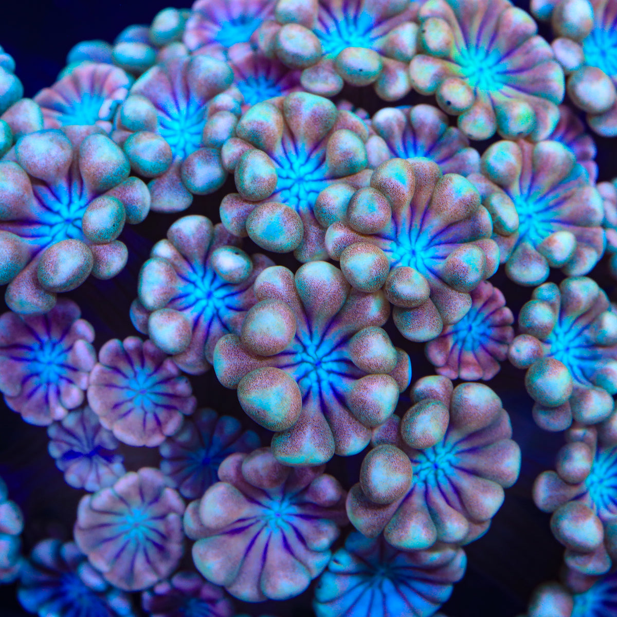 TSA Peppermint Patty Alveopora Coral
