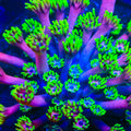 Hollywood Nights Goniopora Coral