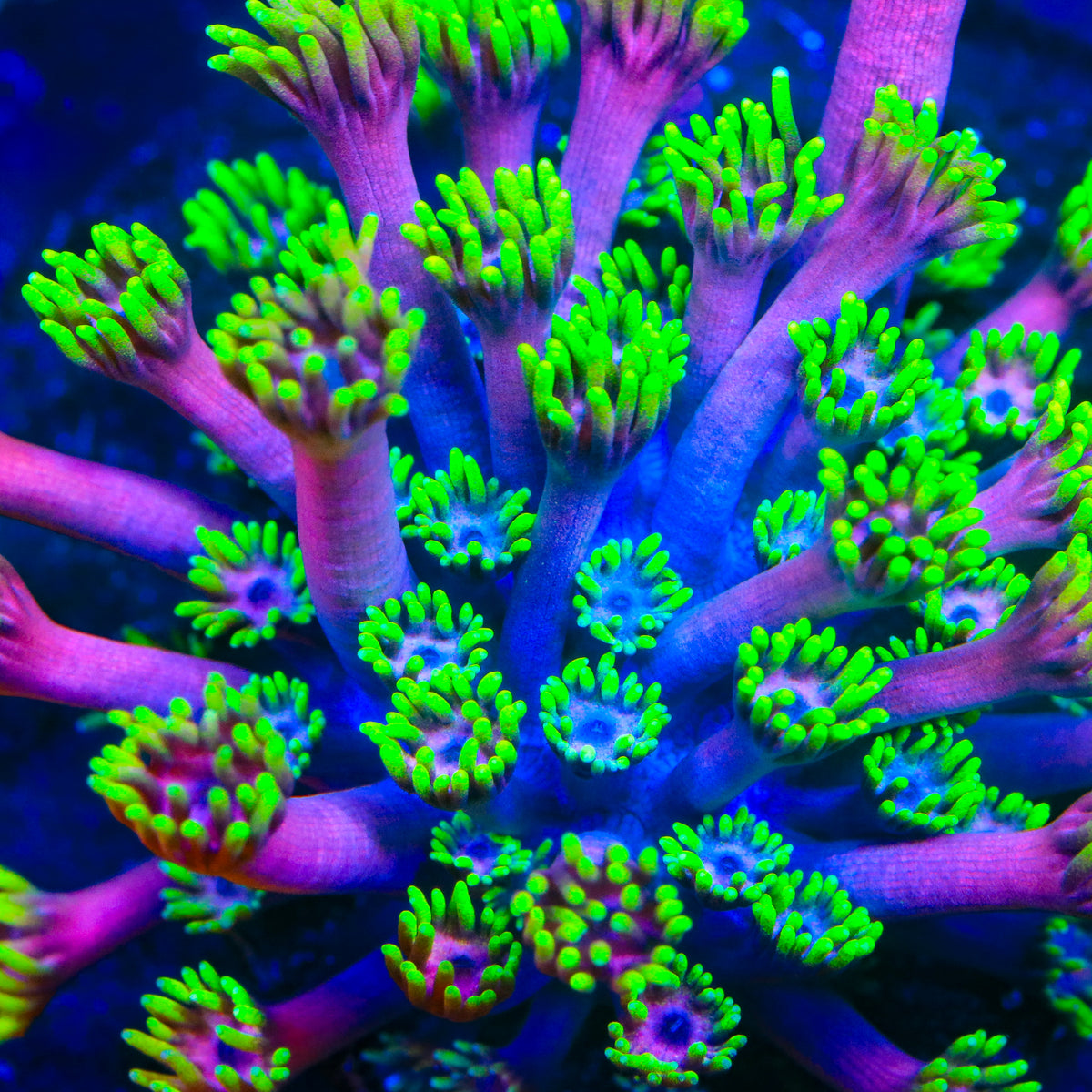 Hollywood Nights Goniopora Coral