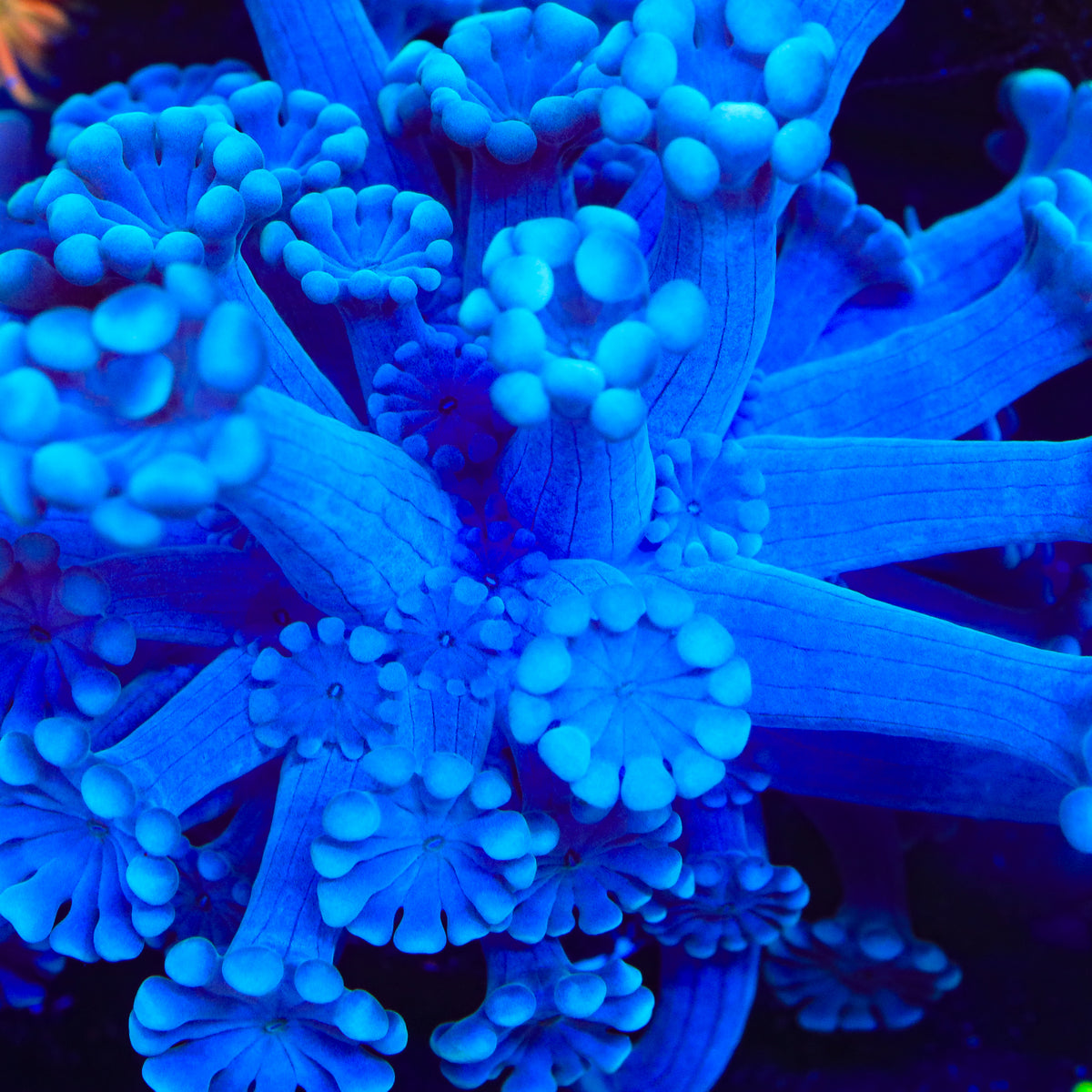 TSA Aqua Alveopora Coral