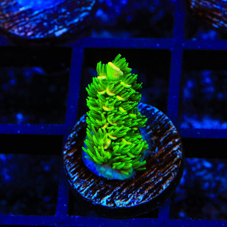 TSA Rainbow Supernova Acropora Coral