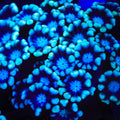 TSA Wishing Well Alveopora Coral