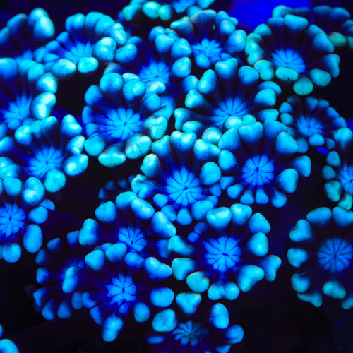 TSA Wishing Well Alveopora Coral
