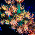 TSA Confetti Popper Goniopora Coral
