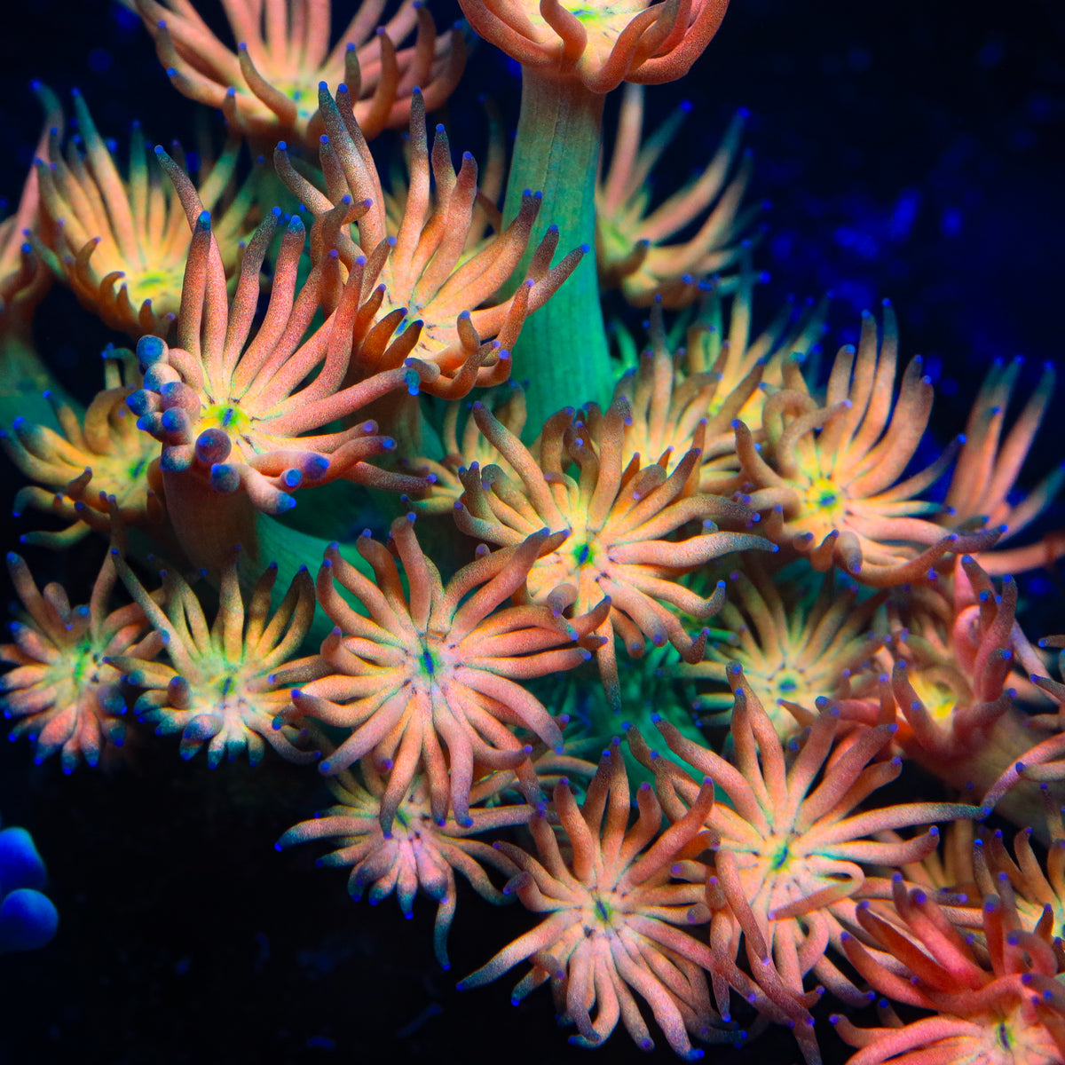 TSA Confetti Popper Goniopora Coral