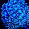 TSA Electric Eel Goniopora Coral