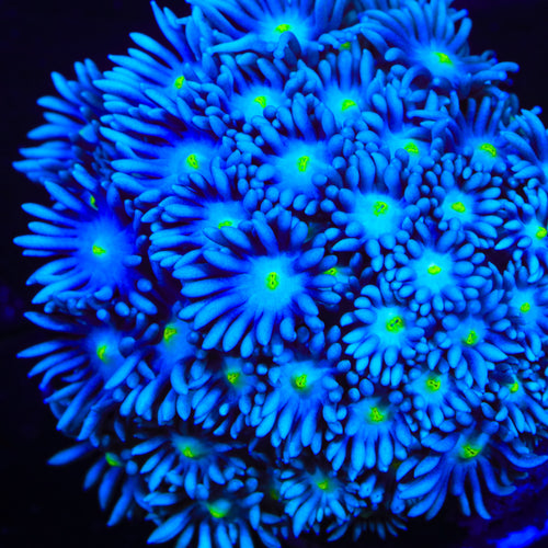 TSA Electric Eel Goniopora Coral