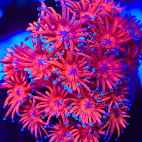 TSA Jade Fury Goniopora Coral