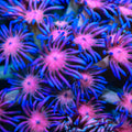 TSA Tropical Fruit Goniopora Coral