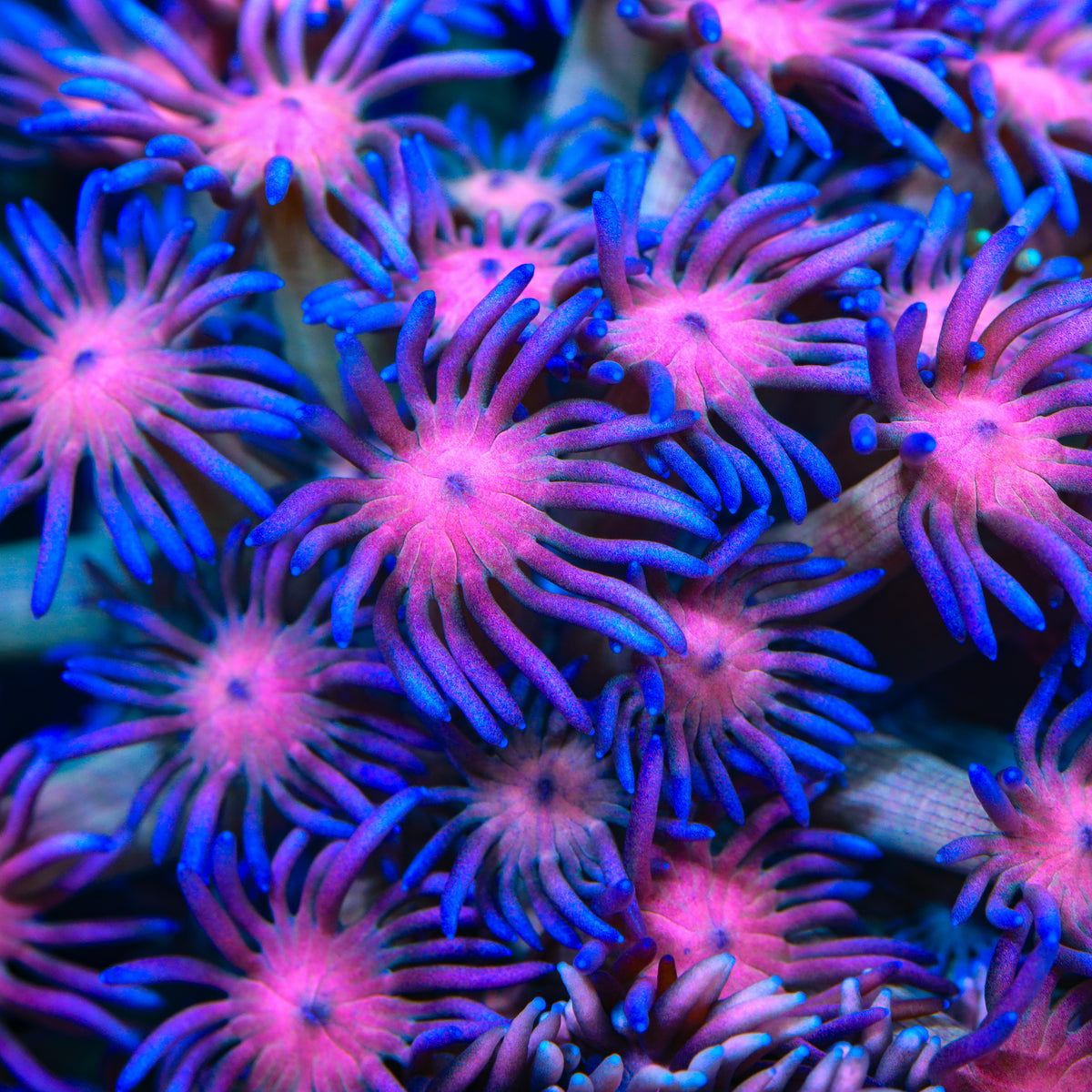 TSA Tropical Fruit Goniopora Coral