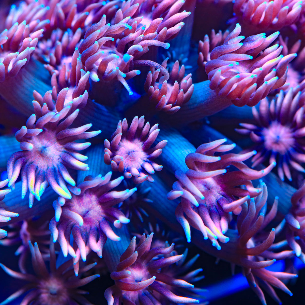 TSA Cyber Surge Goniopora Coral