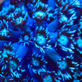 TSA Blue Inferno Goniopora Coral