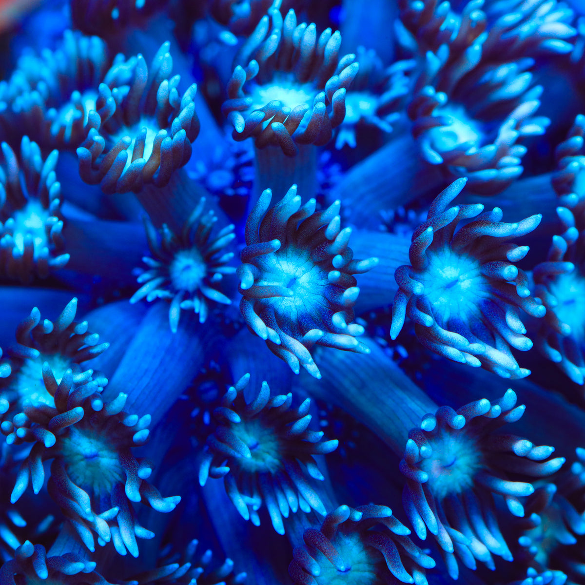 TSA Blue Inferno Goniopora Coral
