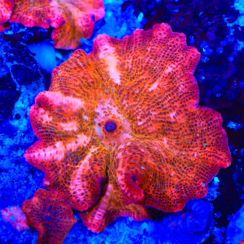 Crimson Chaos Mushroom Coral
