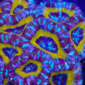 TSA Crown Royal Deepwater Acan Coral