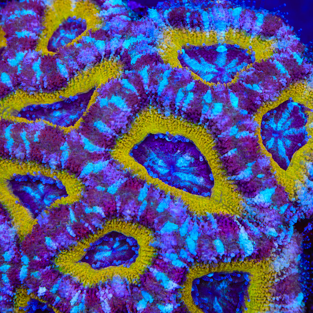 TSA Crown Royal Deepwater Acan Coral
