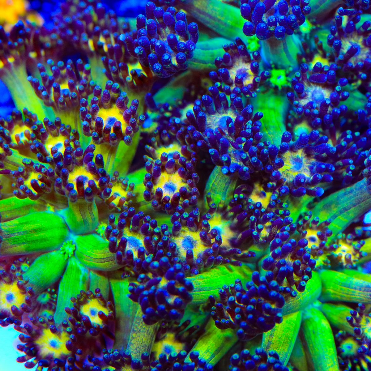 TSA Crown of Thorns Goniopora Coral