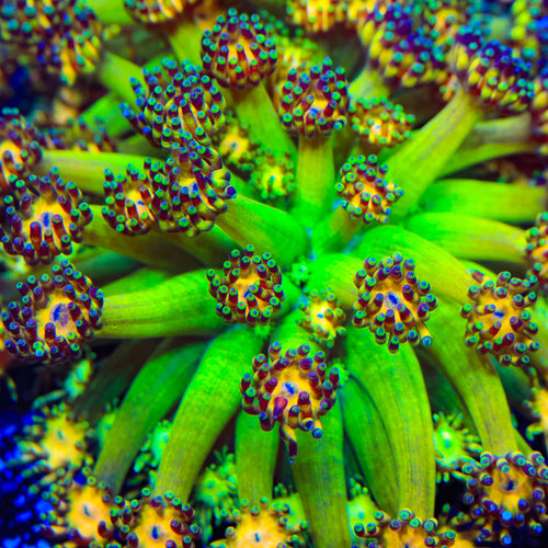 TSA Chaos Chameleon Goniopora Coral