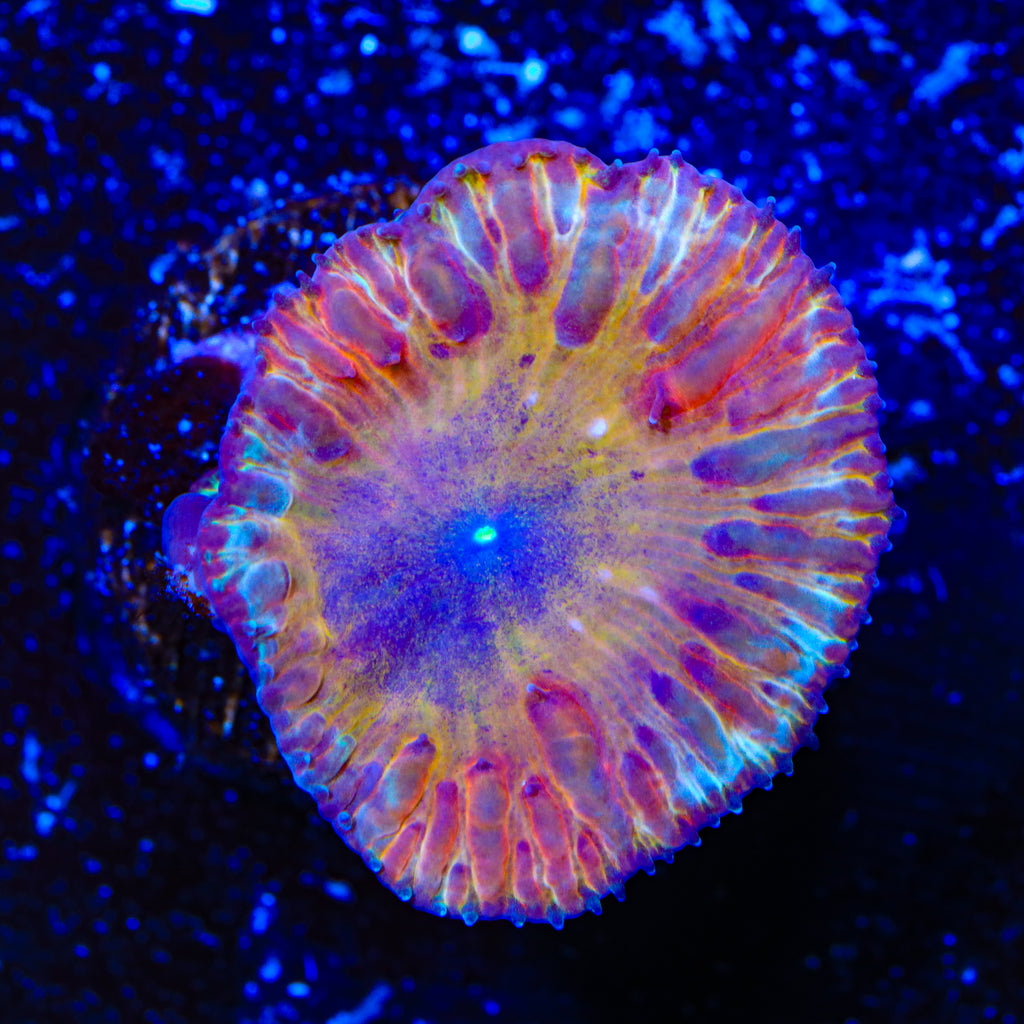 TSA Sunflower Blastomussa Coral