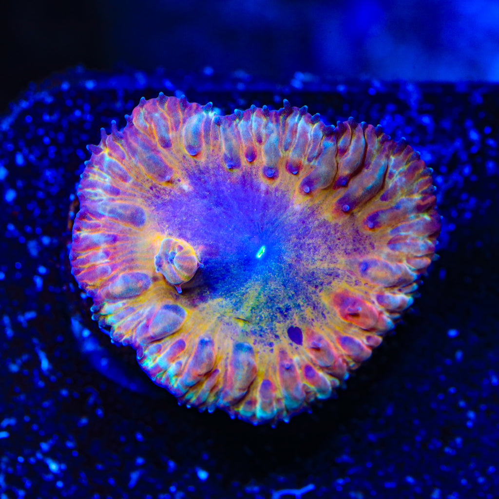 TSA Sunflower Blastomussa Coral